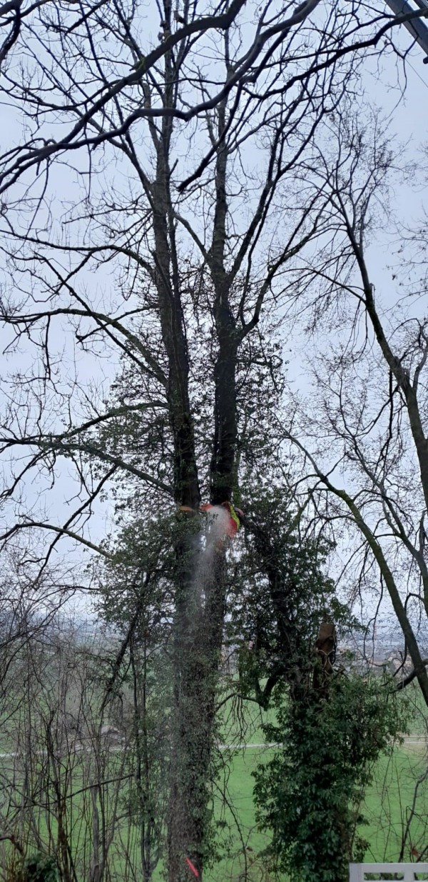 Simon Baumgartner fällt den Baum stückweise.